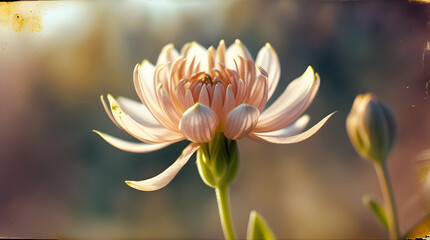 Fototapeta premium Vintage Style Lotus Flower in Bloom with Aged Texture