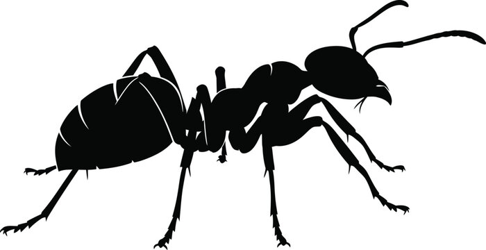 Silhouette illustration of an ant on a white background isolated