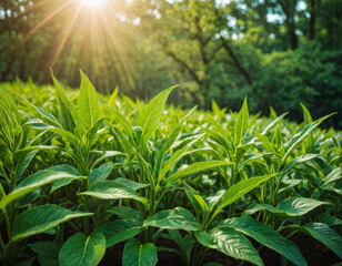 Vibrant green leaves basking in the warm sunlight of an early morning, symbolizing growth and renewal in a lush landscap
