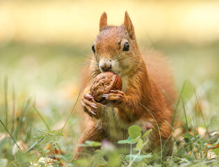 Eichhörnchen mit einer Walnuss auf der Wiese