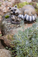 lavender garden figurine nature plant stone decorative