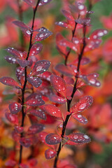 berberis thunbergii barberry autumn leaf red branch raindrop