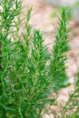 rosemary plant herb closeup nature green leaf