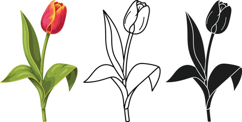 Tulip flower vector illustration set drawing and silhouette