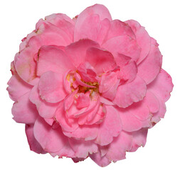 Bud of blooming pink rose on isolated background