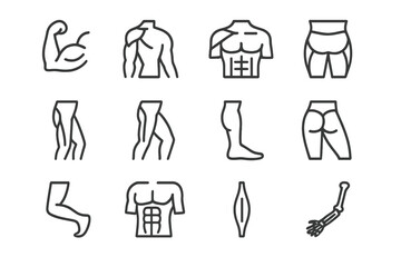 Human Muscle Icons. Human body muscles. Line icon set of human body muscles: biceps, triceps, deltoid, pectoral, quadriceps, hamstring, calf muscle, gluteus,