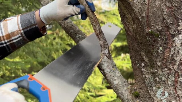 A man cuts tree branches with a handsaw