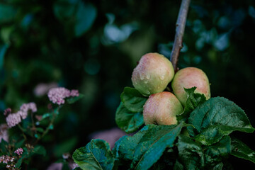 apples on the tree