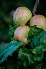 apples on a branch