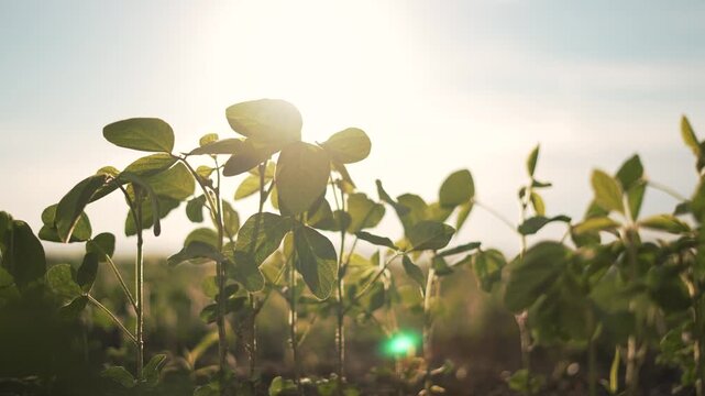 field at sunset. Cultivated soybean plants in field. Scenic sunset over soybean crop. Healthy soybean plants growing. Organic farming concept. Sustainable agriculture with soybean field at sunset.