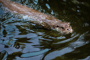 European river otter, Lutra lutra, swimming and hunting in clear water. Endangered fish predator in nature. Adorable fur coat animal with long tail. Wild animal in brook. Habitat Europe, Asia.