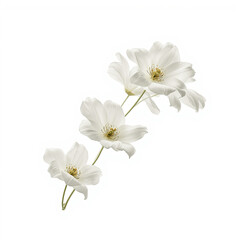 White Cosmos Flowers on White Background
