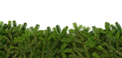 Vibrant green pine branches form a decorative border under an empty center, creating a perfect space for adding text or other visuals. This frame is suitable for festive or natural themes.