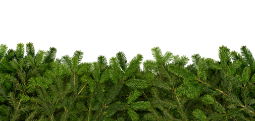 Vibrant green pine branches form a decorative border under an empty center, creating a perfect space for adding text or other visuals. This frame is suitable for festive or natural themes.