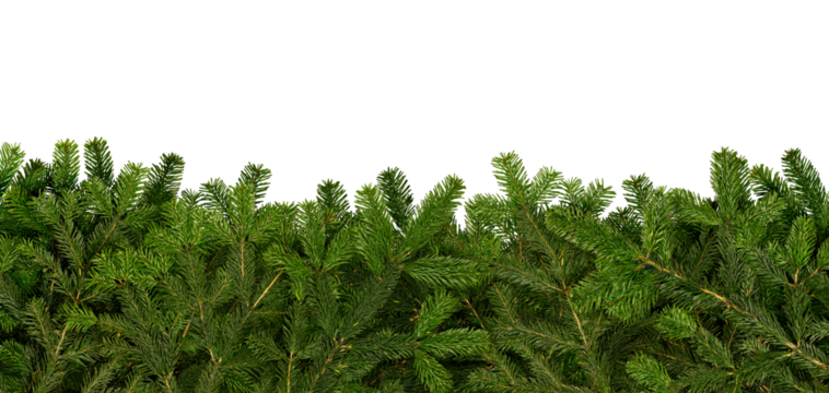 Vibrant green pine branches form a decorative border under an empty center, creating a perfect space for adding text or other visuals. This frame is suitable for festive or natural themes.