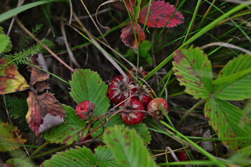 Wild Strawberries Growing in a Woodland Setting top view