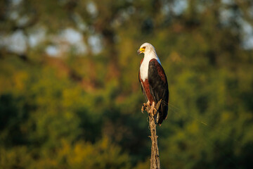 African fish eagle standing on a trunk isolated in natural background in Greater Kruger National...