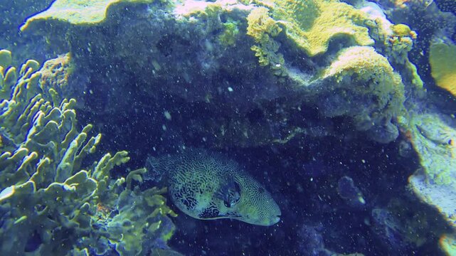 swimming underwater camera view of a Stellate puffer hiding between corals wondering around back and forth between passages gaps then away from the camera during day time in tropical island Asia