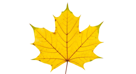 Yellow maple leaf isolated on transparent background, symbol of autumn season