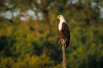 African fish eagle standing on a trunk isolated in natural background in Greater Kruger National park, South Africa ; Specie Haliaeetus vocifer family of Accipitridae