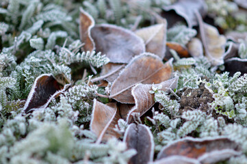 frozen autumn leaves with rime ice lying on the grass