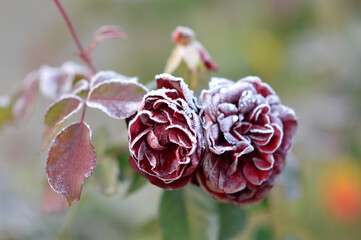 blooming red roses with green leaves covered with rime ice and frost