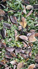 frozen autumn leaves with rime ice lying on the grass