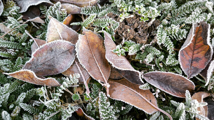 frozen autumn leaves with rime ice lying on the grass