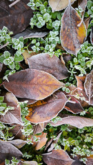 frozen autumn leaves with rime ice lying on the grass