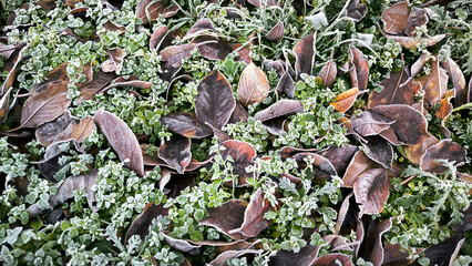 frozen autumn leaves with rime ice lying on the grass