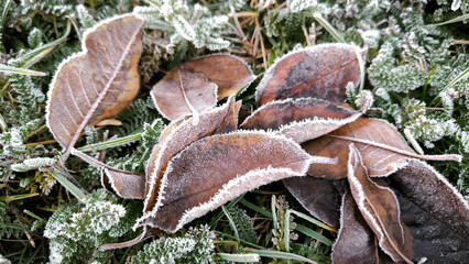 frozen autumn leaves with rime ice lying on the grass