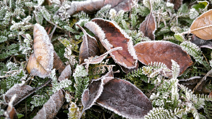 frozen autumn leaves with rime ice lying on the grass