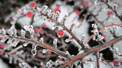 branches of cotoneaster bush with red berries covered with rime ice and frost