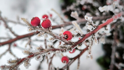 branches of cotoneaster bush with red berries covered with rime ice and frost