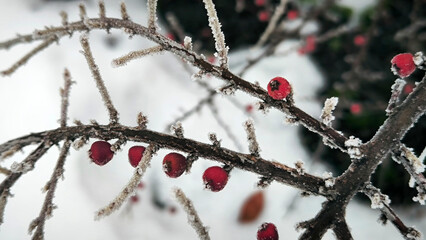 branches of cotoneaster bush with red berries covered with rime ice and frost