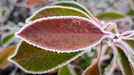 frozen photinia red robin leaves with rime ice close up