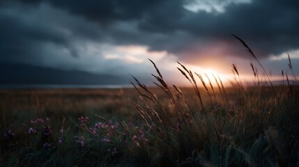 A dramatic sunset breaks through stormy clouds over a wild meadow of tall grasses and wildflowers