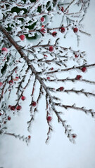 branches of cotoneaster bush with red berries covered with rime ice and frost