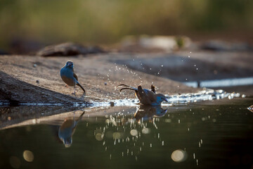Blue-breasted Cordonbleu bathing and splashing backlit in waterhole in Greater Kruger National park, South Africa ; Specie Uraeginthus angolensis family of Estrildidae