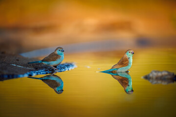 Blue-breasted Cordonbleu bathing in morning light in Greater Kruger National park, South Africa ; Specie Uraeginthus angolensis family of Estrildidae