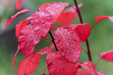 Bright red leaves covered in rain droplets shine with vibrant color. The macro view highlights...