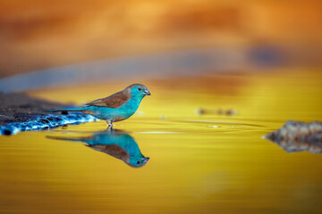 Blue-breasted Cordonbleu bathing in morning light in Greater Kruger National park, South Africa ; Specie Uraeginthus angolensis family of Estrildidae