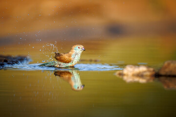 Blue-breasted Cordonbleu bathing in morning light in Greater Kruger National park, South Africa ; Specie Uraeginthus angolensis family of Estrildidae