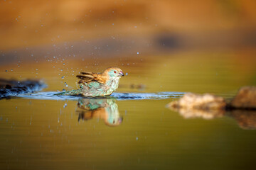Blue-breasted Cordonbleu bathing in morning light in Greater Kruger National park, South Africa ; Specie Uraeginthus angolensis family of Estrildidae