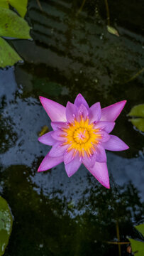 Close-up of a vibrant purple water lily blooming on a pond, showcasing its yellow center and delicate petals floating on calm water.