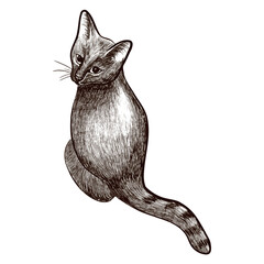 Vector illustration of a cat in a graphic style. Suitable for pet illustrations, prints, packaging design, t-shirts, posters, and animal-themed decor.