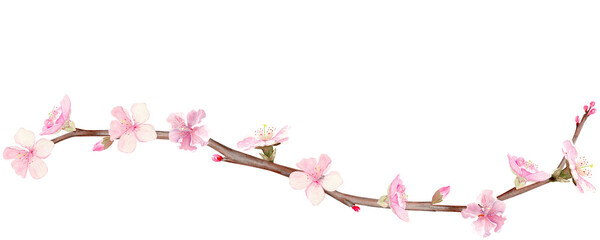 Cherry blossom branch with tender pink buds and natural brown tones. Hand-painted watercolor clip art isolated on white, perfect for spring design, floral decor, cards, invitations, seasonal banners. © Ekaterina