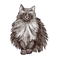 A hand-drawn vector illustration of a fluffy long-haired cat in a vintage engraving style. Perfect for pet illustrations, antique prints, packaging design, t-shirts, posters, and animal-themed decor.