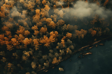 Misty autumn forest with dense dark pine trees