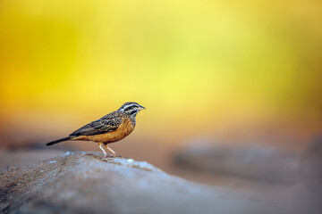 Cinnamon breasted Bunting male standing on a rock in morning light in Greater Kruger National park, South Africa ; Specie Fringillaria tahapisi family of Emberizidae